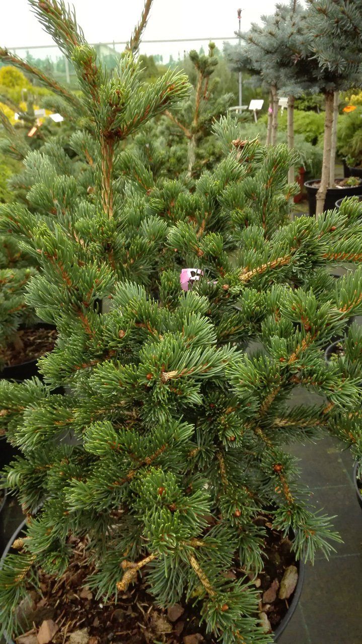 Picea pungens Lucky Strike asā egle