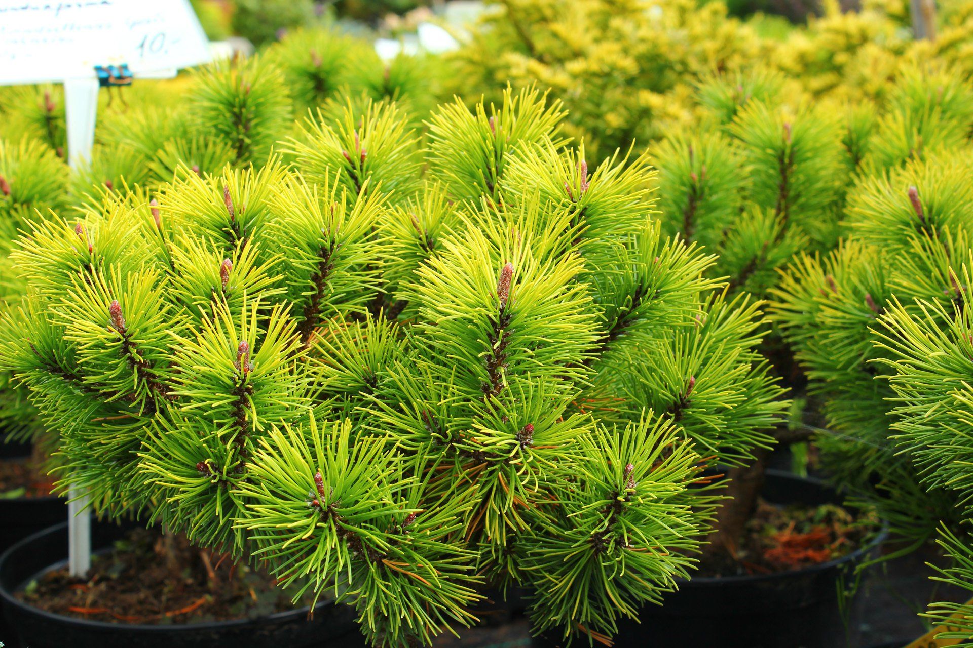 Pinusmugo GoldenGlow kalnu priede