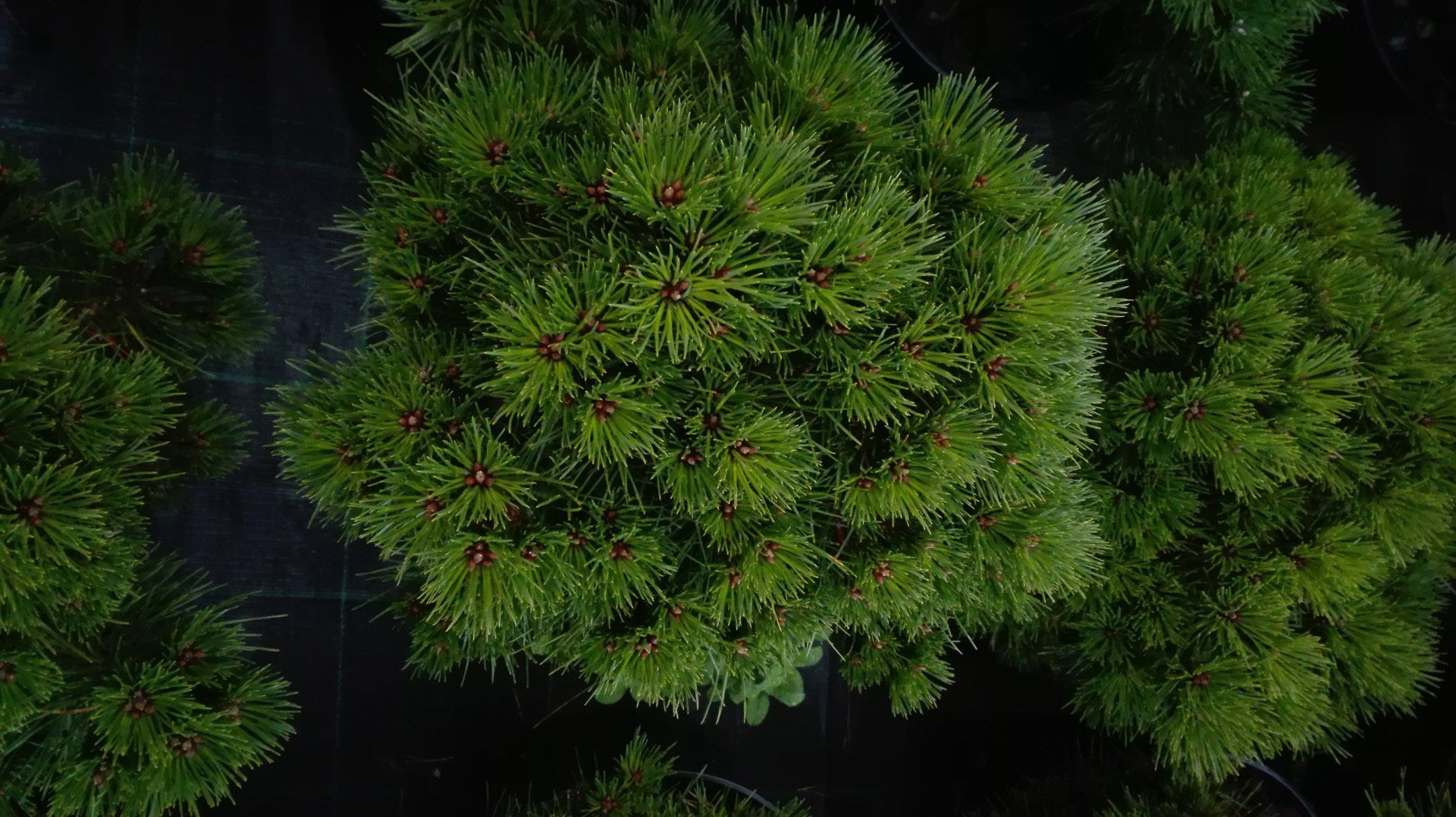 Pinus mugo Litomysl kalnu priede