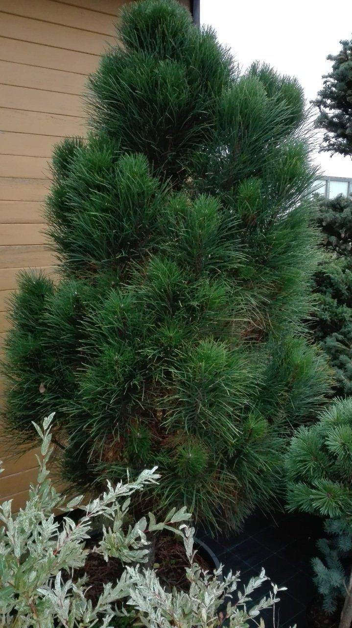 Pinus nigra Green Tover melnā priede