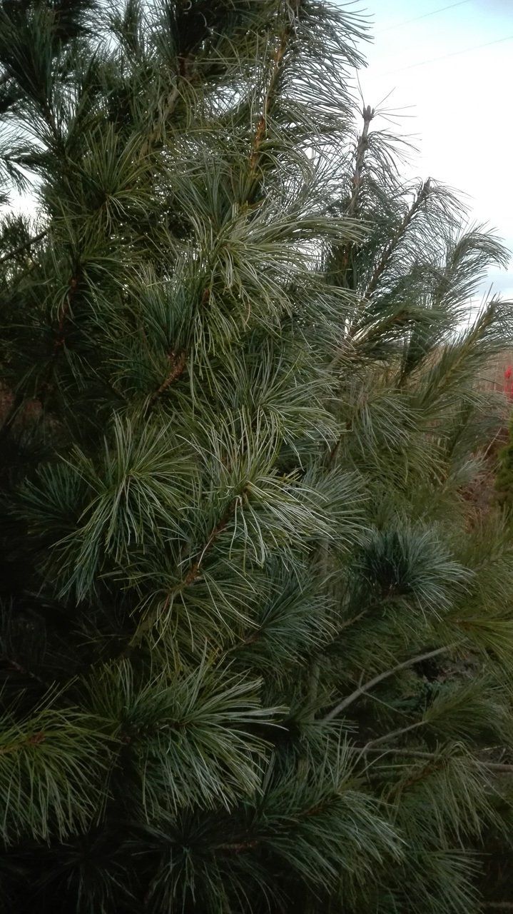 Pinus peuce Maķedonijas ciedru priede