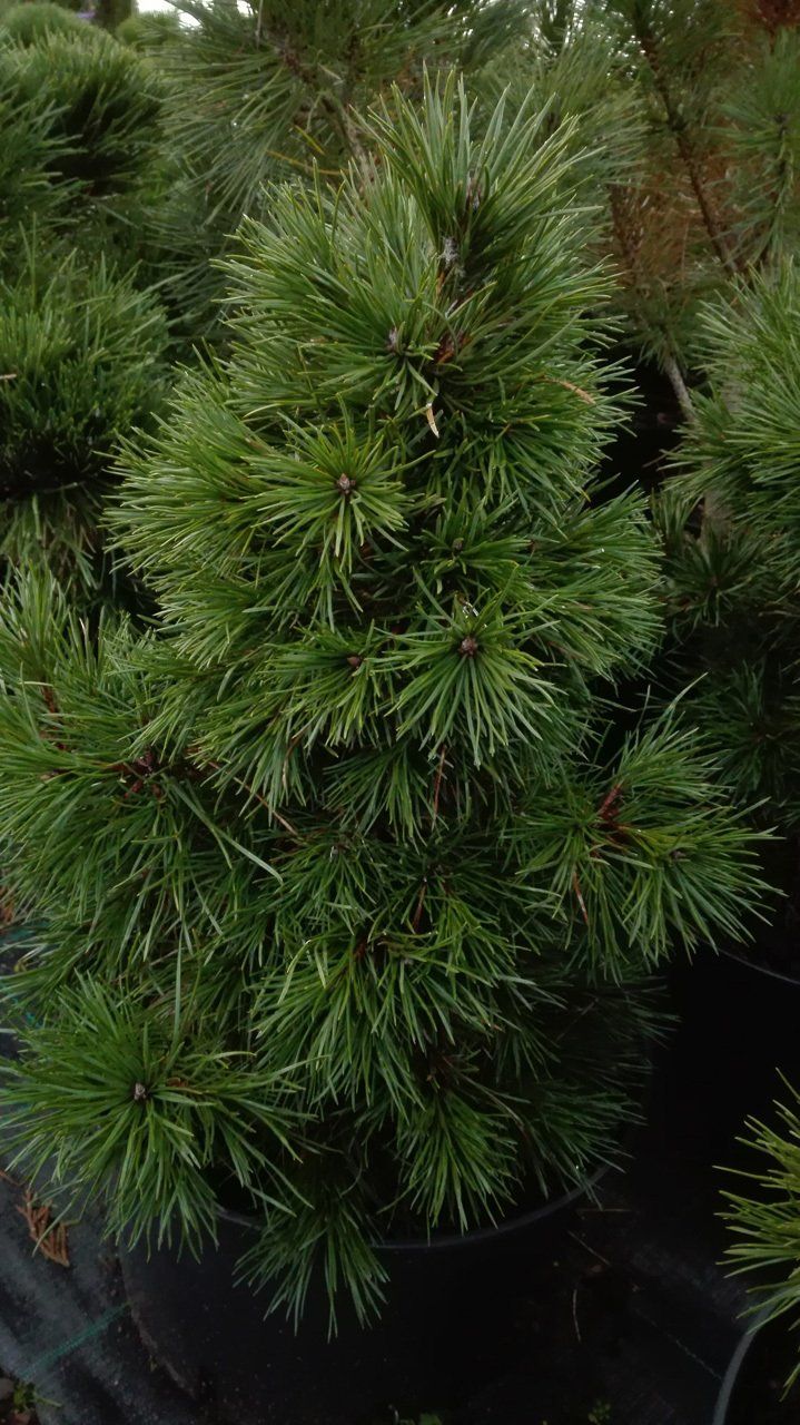 Pinus sylvestris Globosa Viridis parastā priede