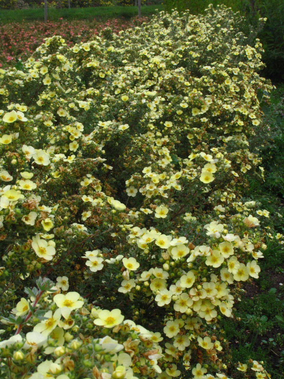 Potentilla frticosa Primrose Beauty