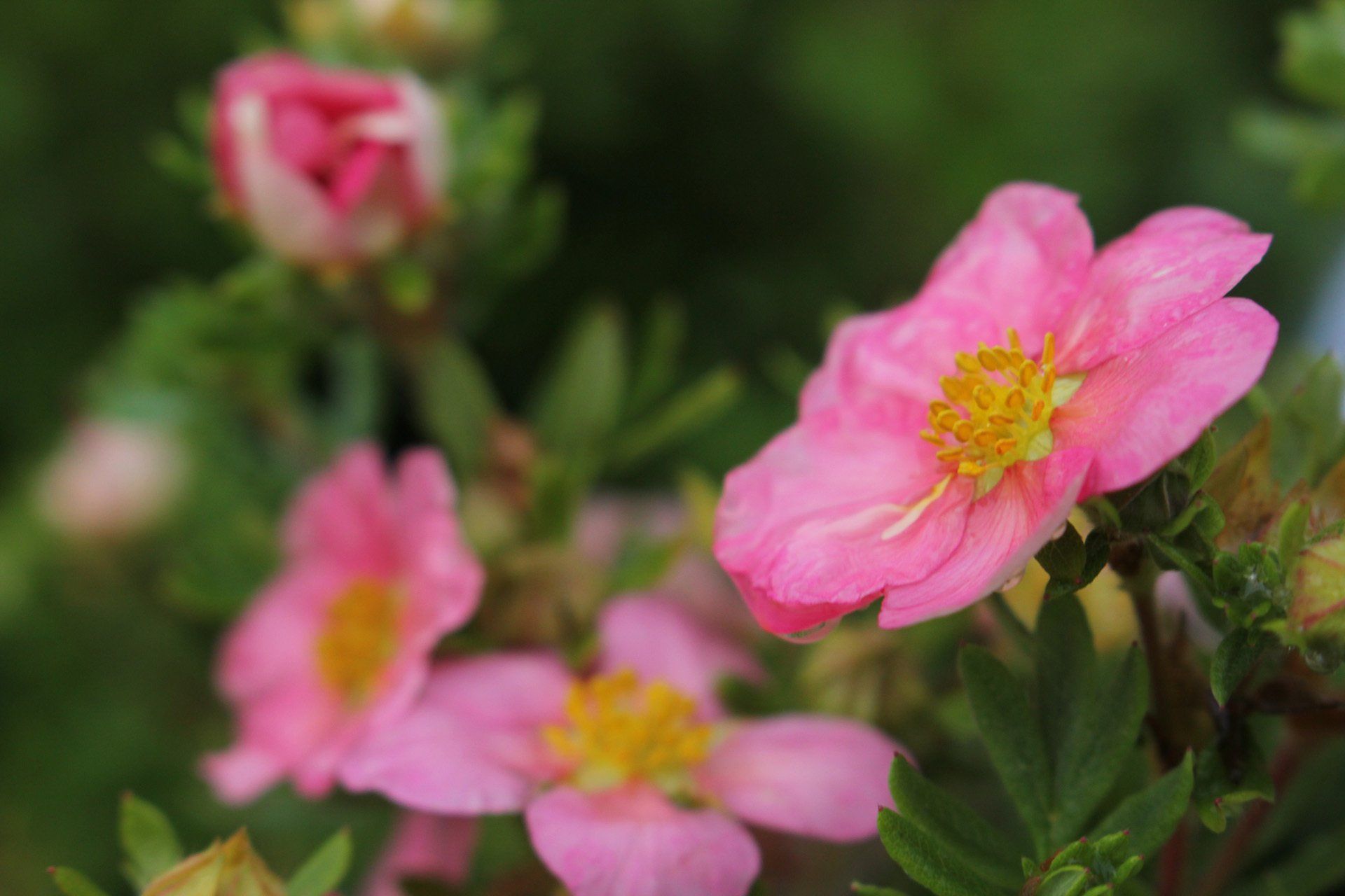 Potentilla fruticosa 'Lovely Pink Klinšrozīte