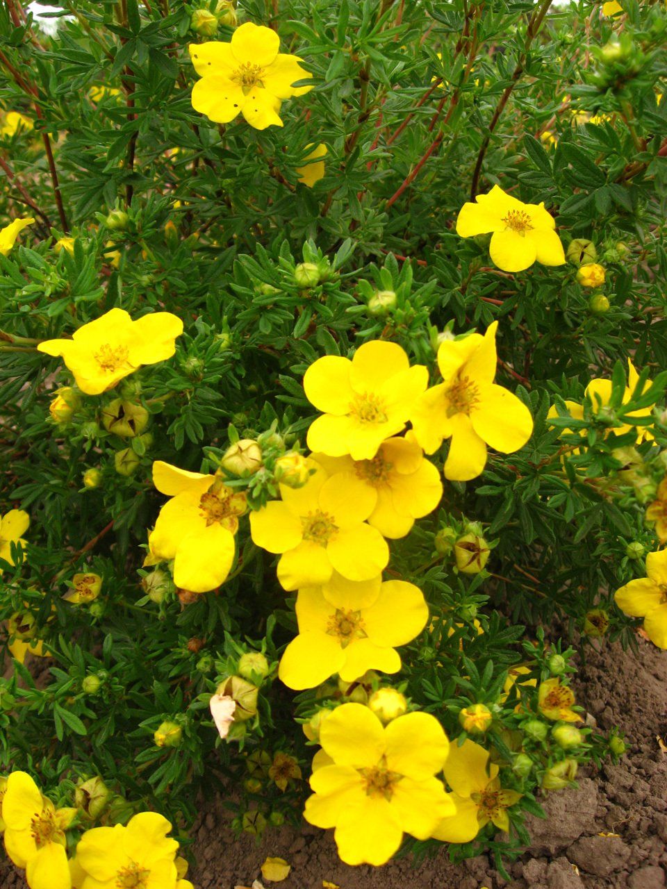 Potentilla fruticosa Goldfinger
