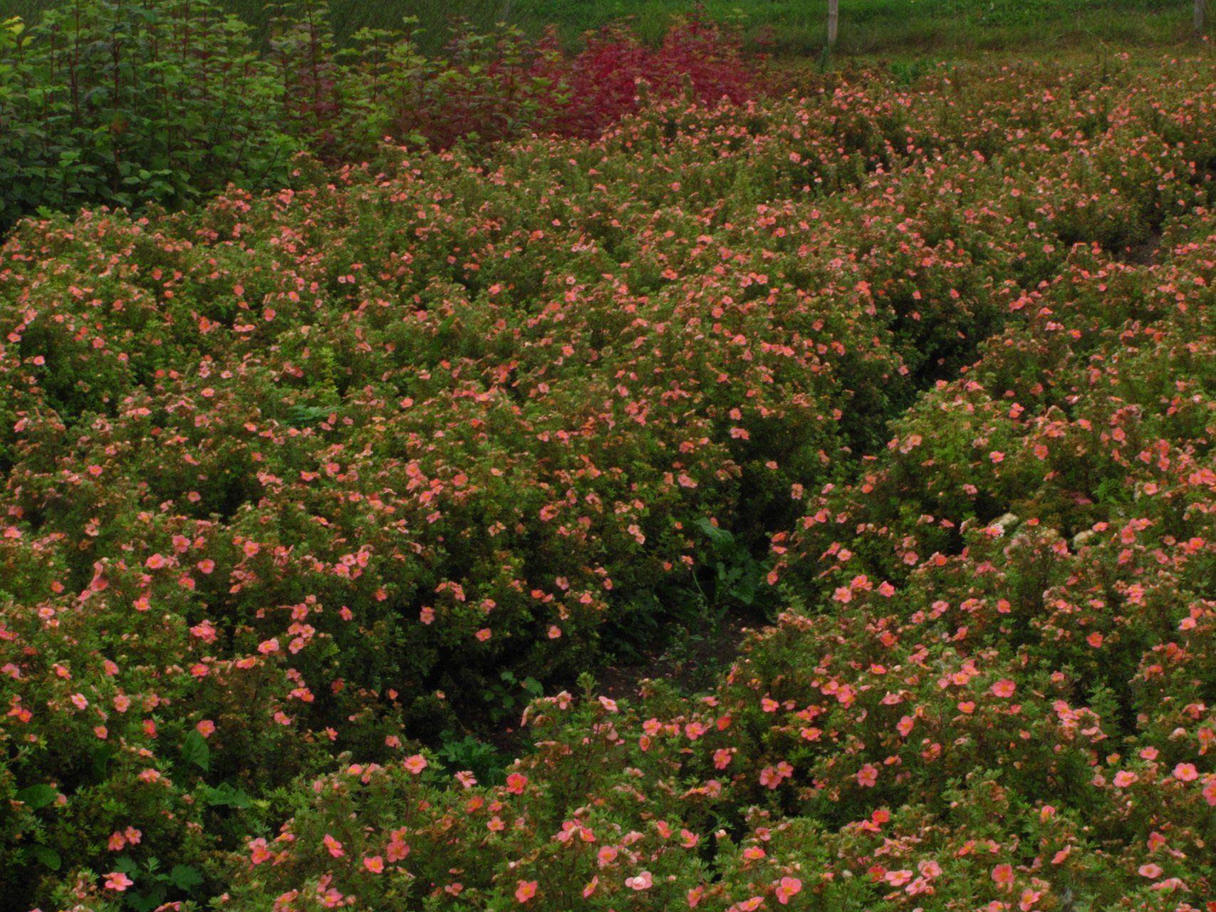 Potentilla fruticosa Grace Darling