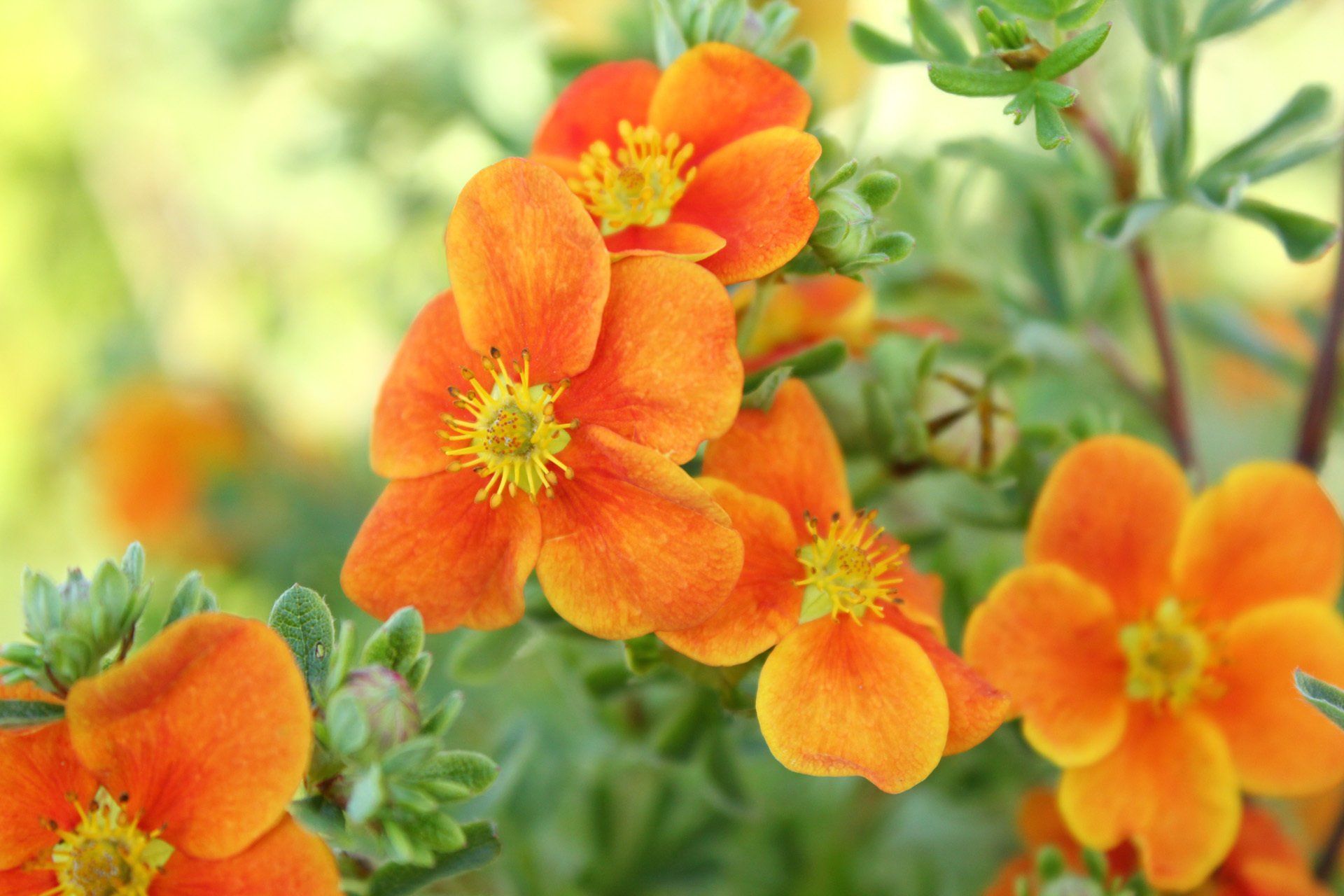Potentilla fruticosa Hopley Orange Klinšrozīte