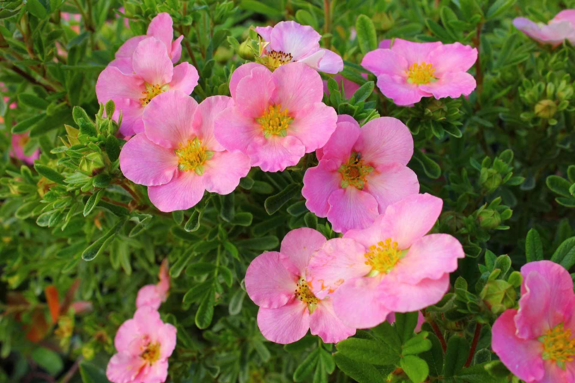 Potentilla fruticosa Lovely Pink Klinšrozīte