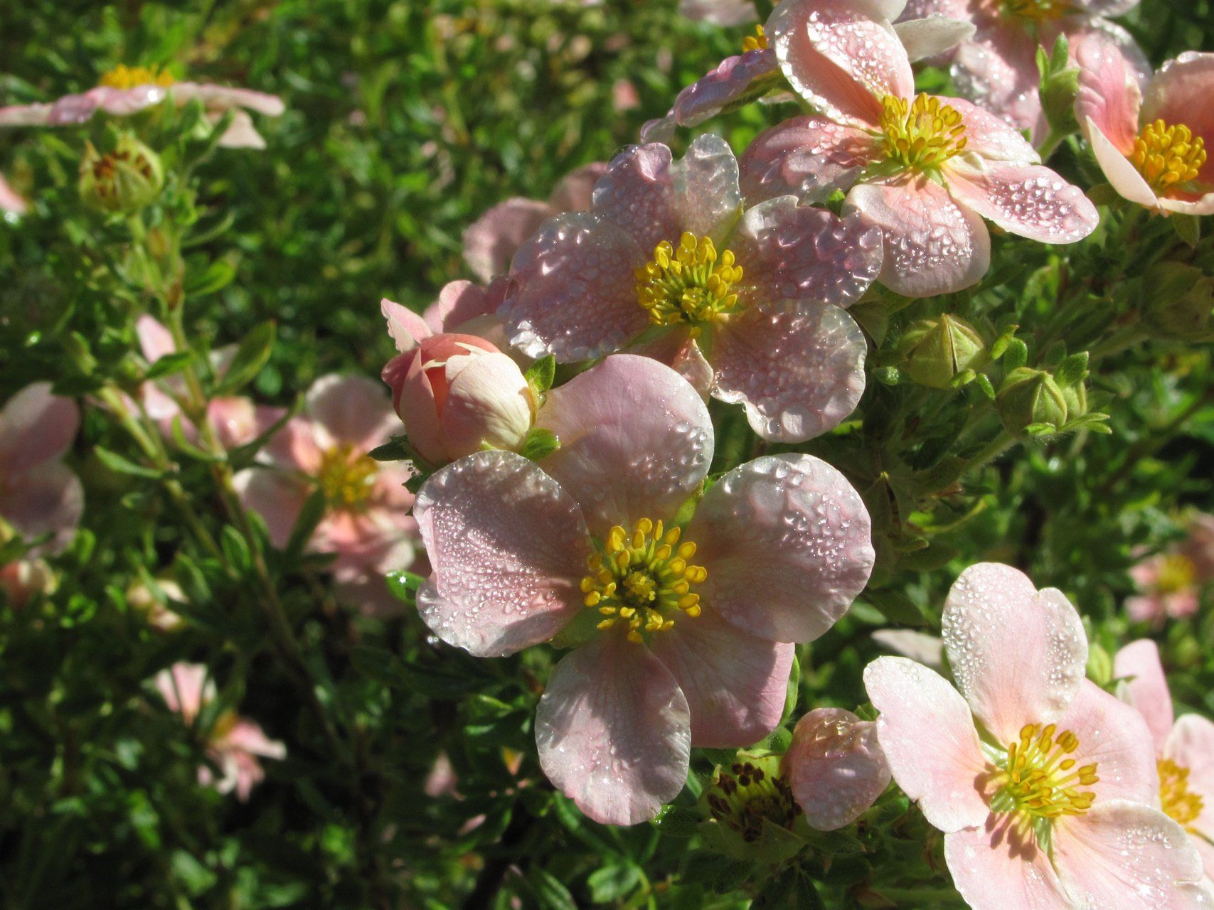 Potentilla fruticosa Pink Queen