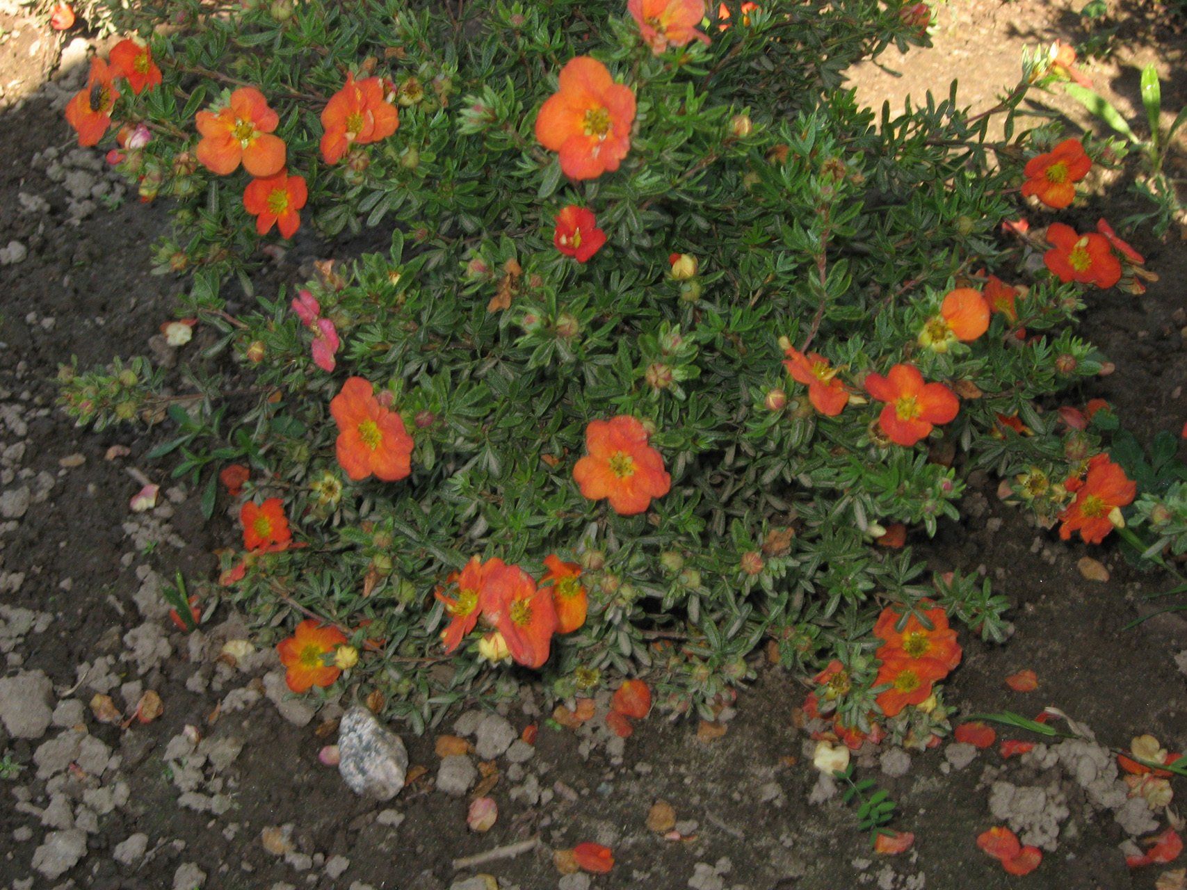 Potentilla fruticosa Red Ace