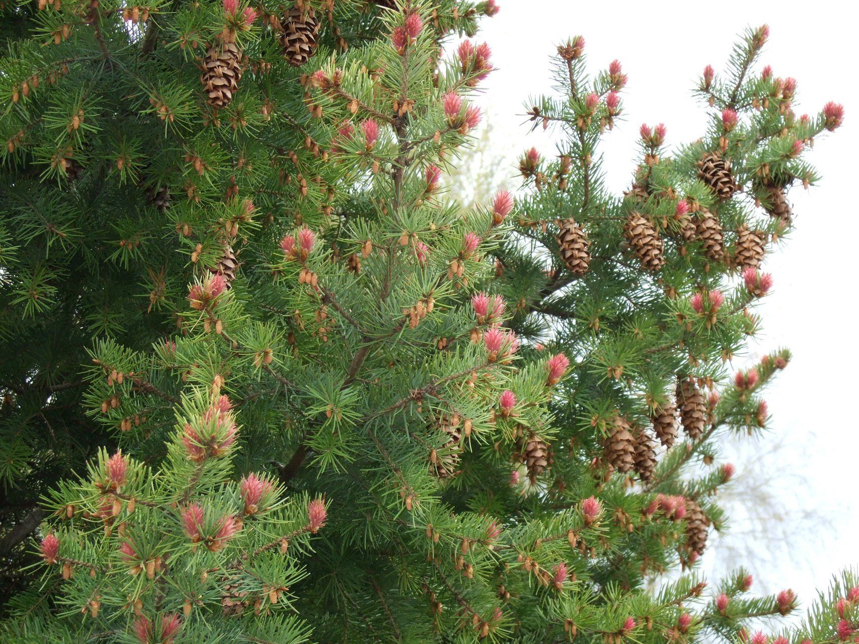 Pseudotsugamenziesii Zaļā duglāzija
