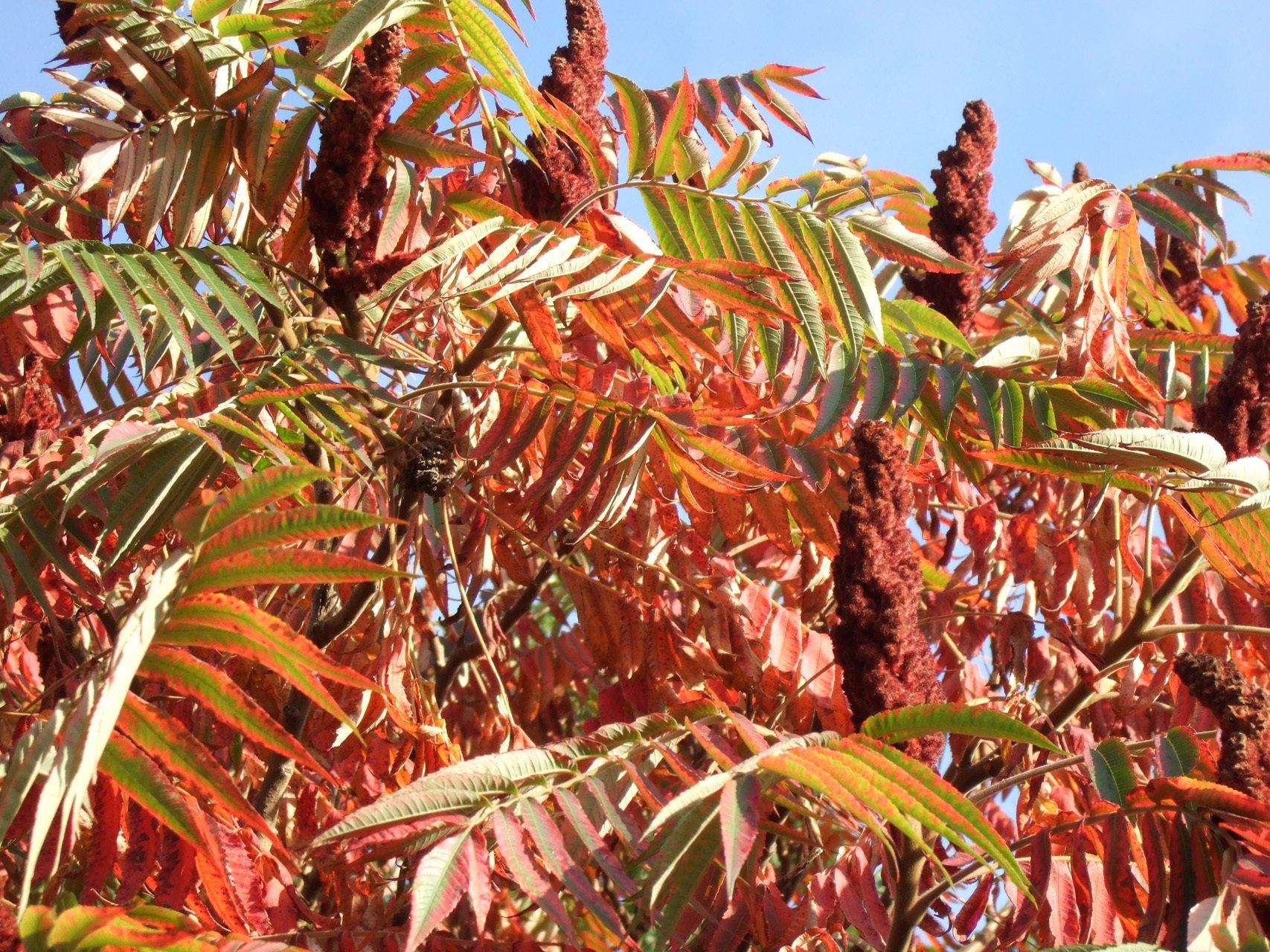 Rhus typhina Etikkoks