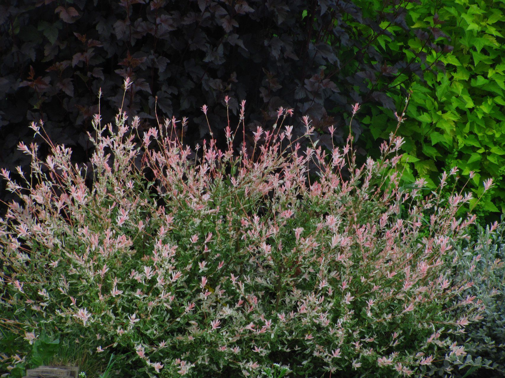 Salix integra Hakuro Nishiki Gludmalu kārkls