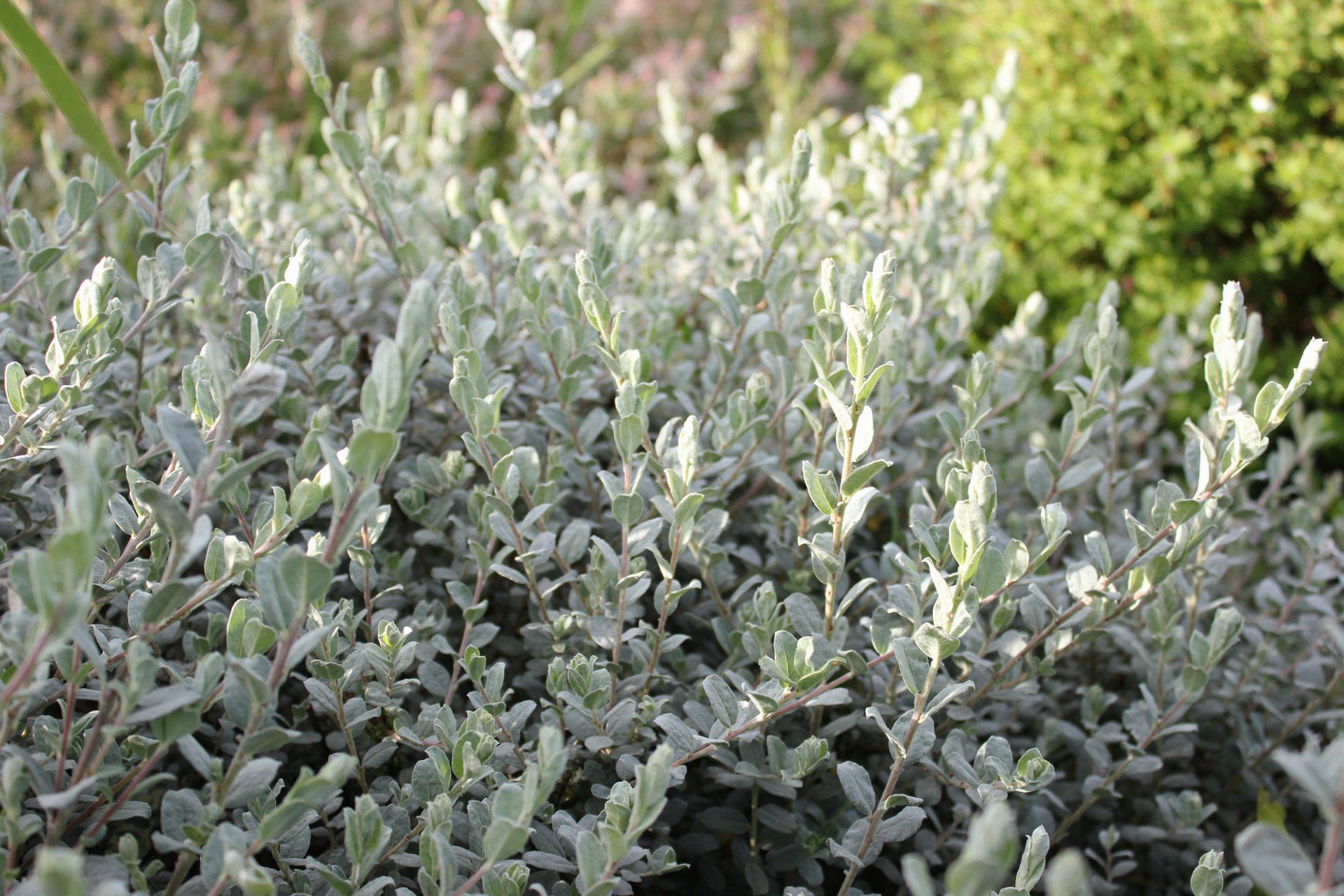 Salix repens Nitida Ložņu karkls