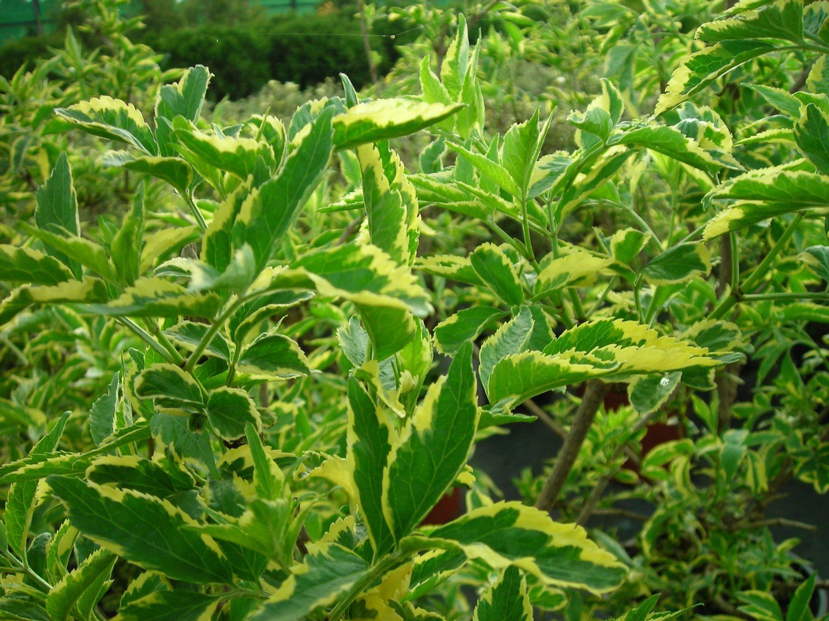 Salix integra Hakuro Nishiki Gludmalu kārkls