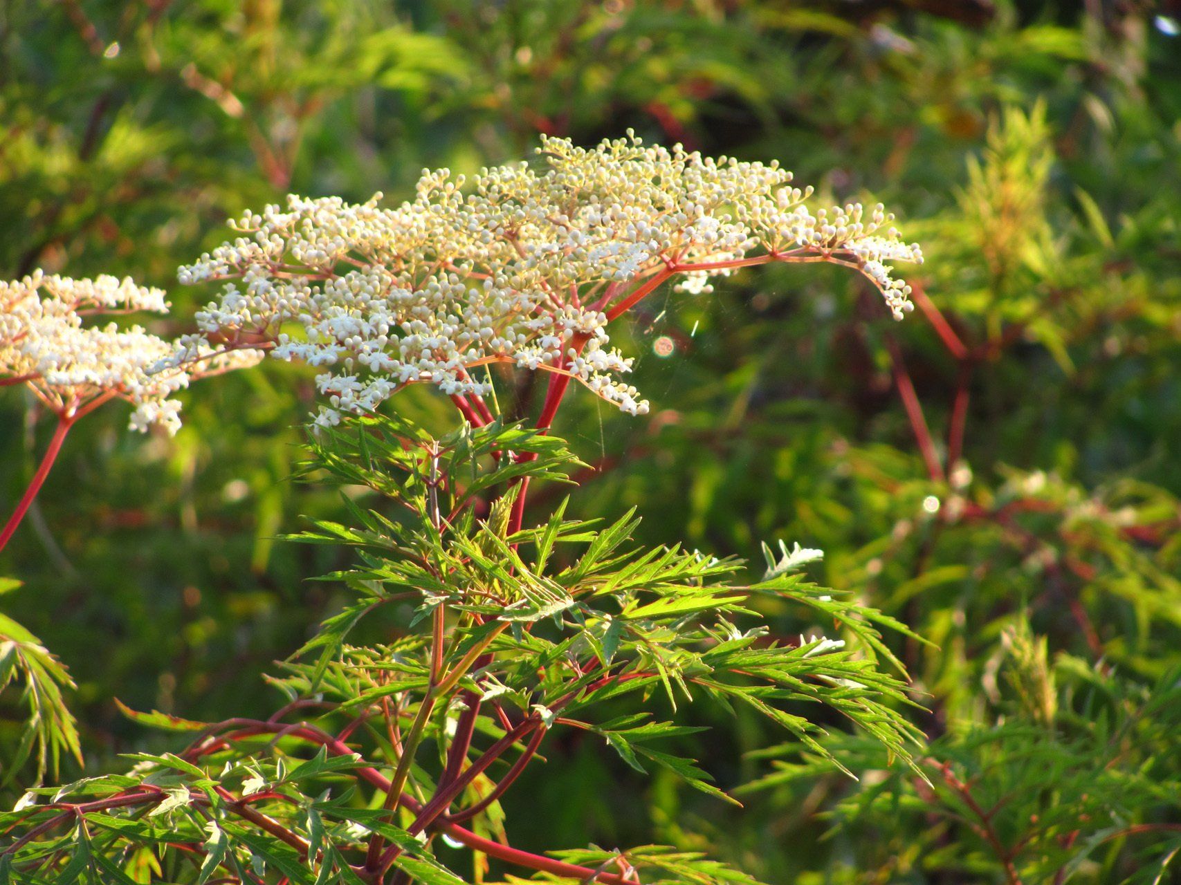 Sambucus nigra Laciniata Melnais plūškoks