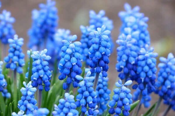 Dekoratīvo stādu audzēšana, Sīpolpuķes