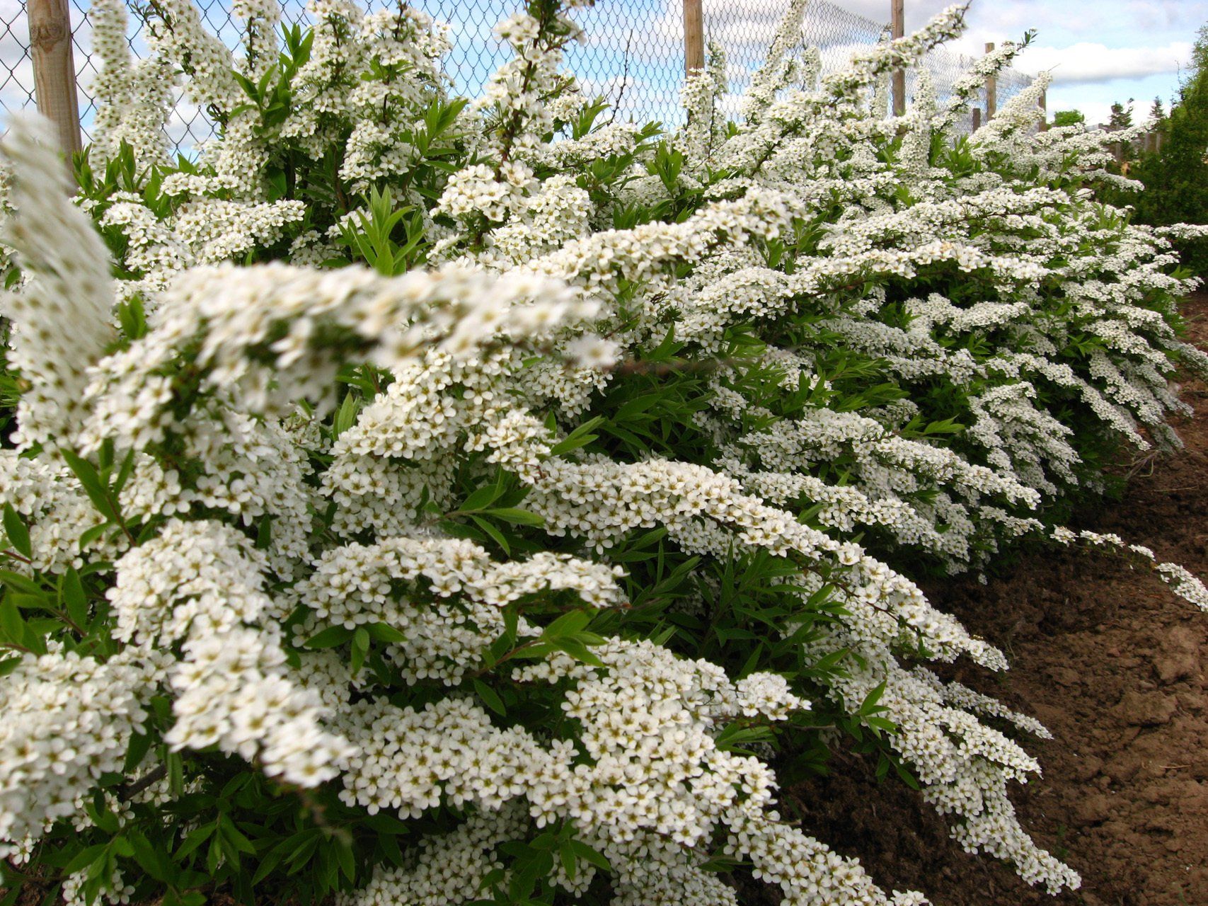 Spiraea cinerea Grefsheim