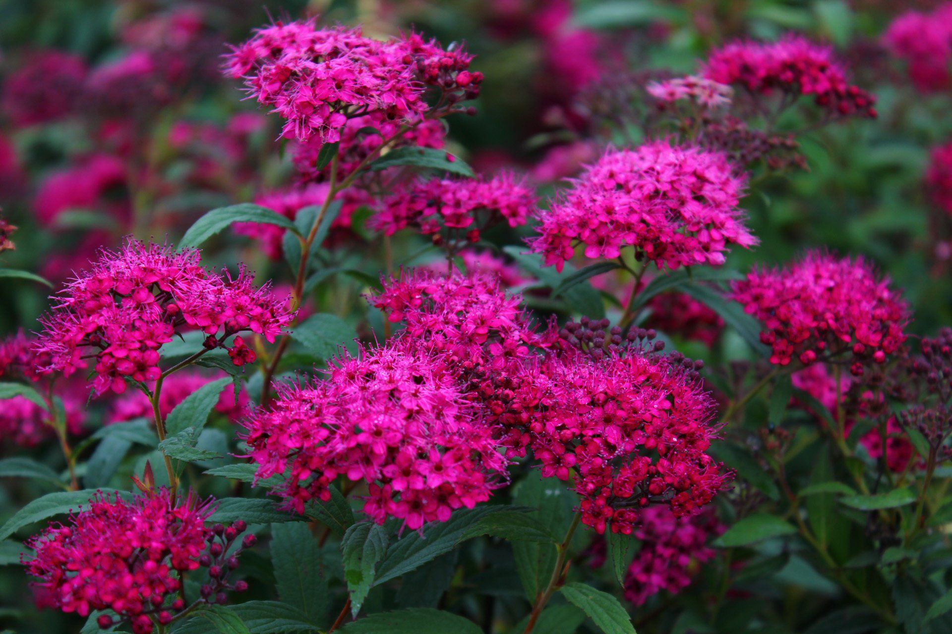 Spiraea japonica Anthony Waterer Japānas spireja
