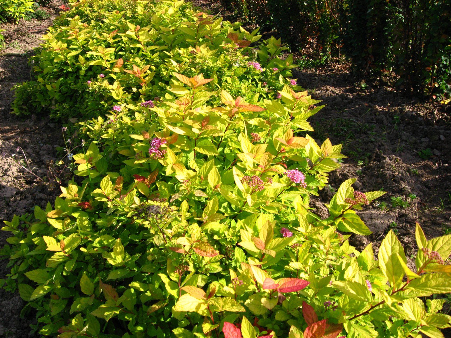 Spiraea japonica Gold Mound