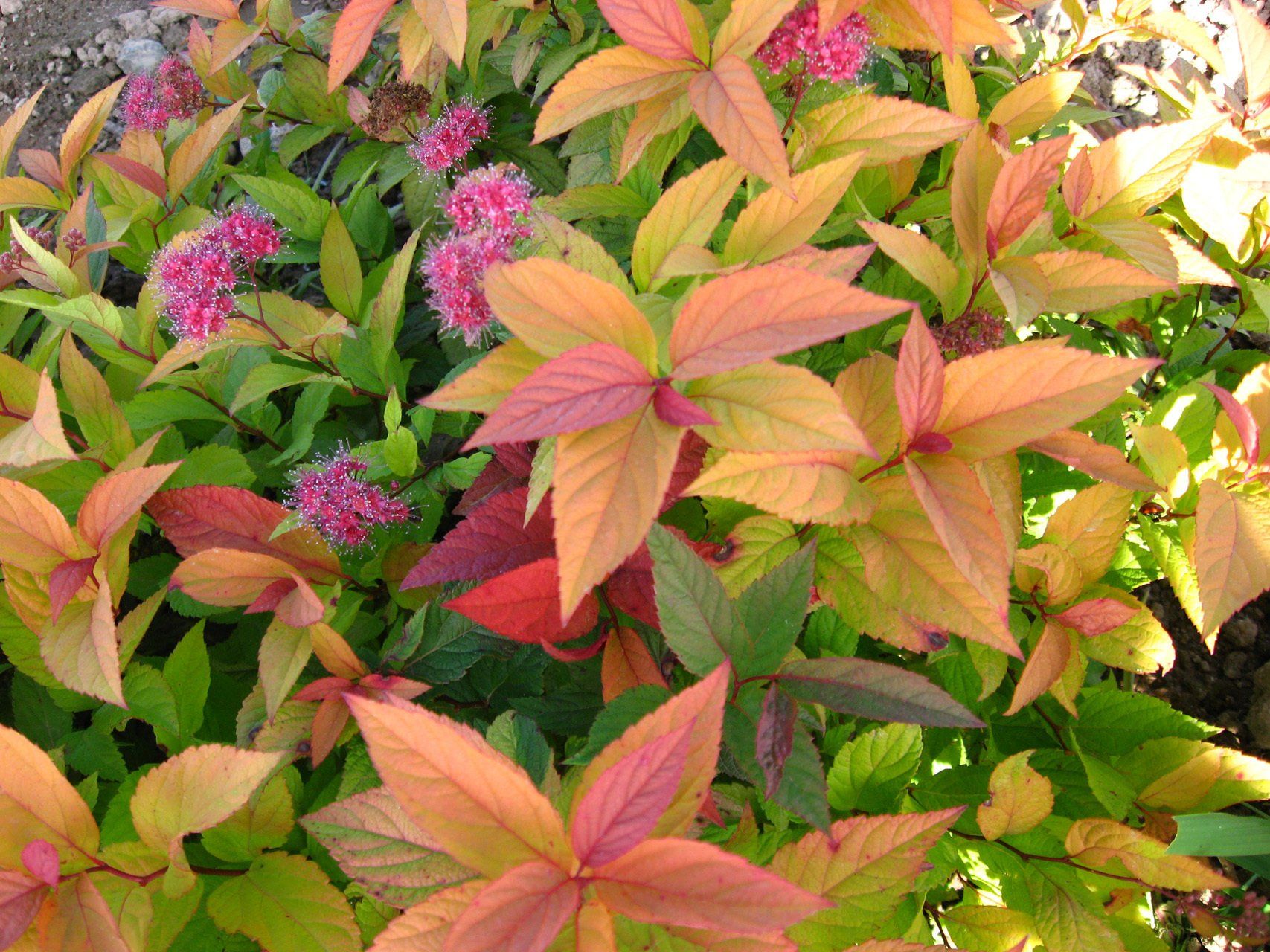 Spiraea japonica Goldflame