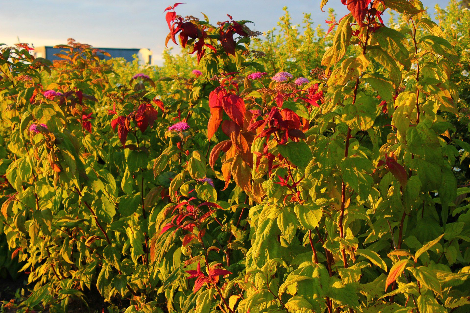 Spiraea japonica Macrophylla Japānas spireja