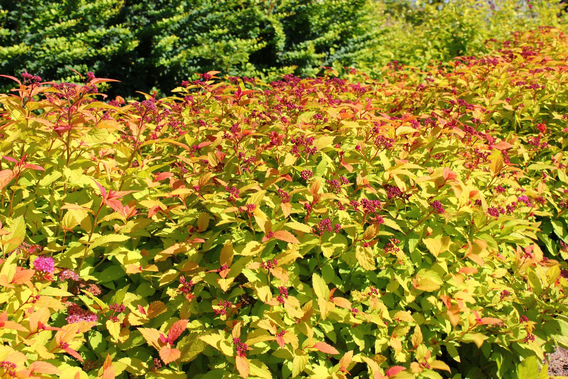 Spiraea japonica Magic Carpet Japanas spireja