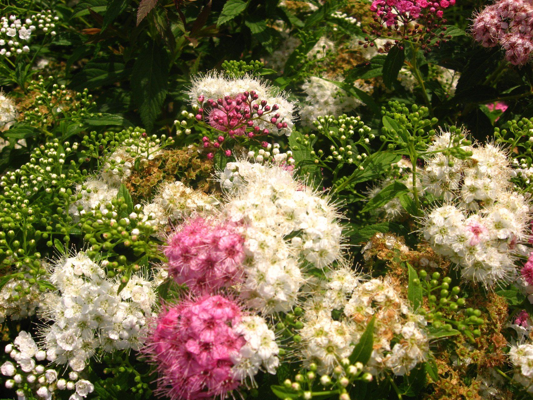 Spiraea japonica Shirobana