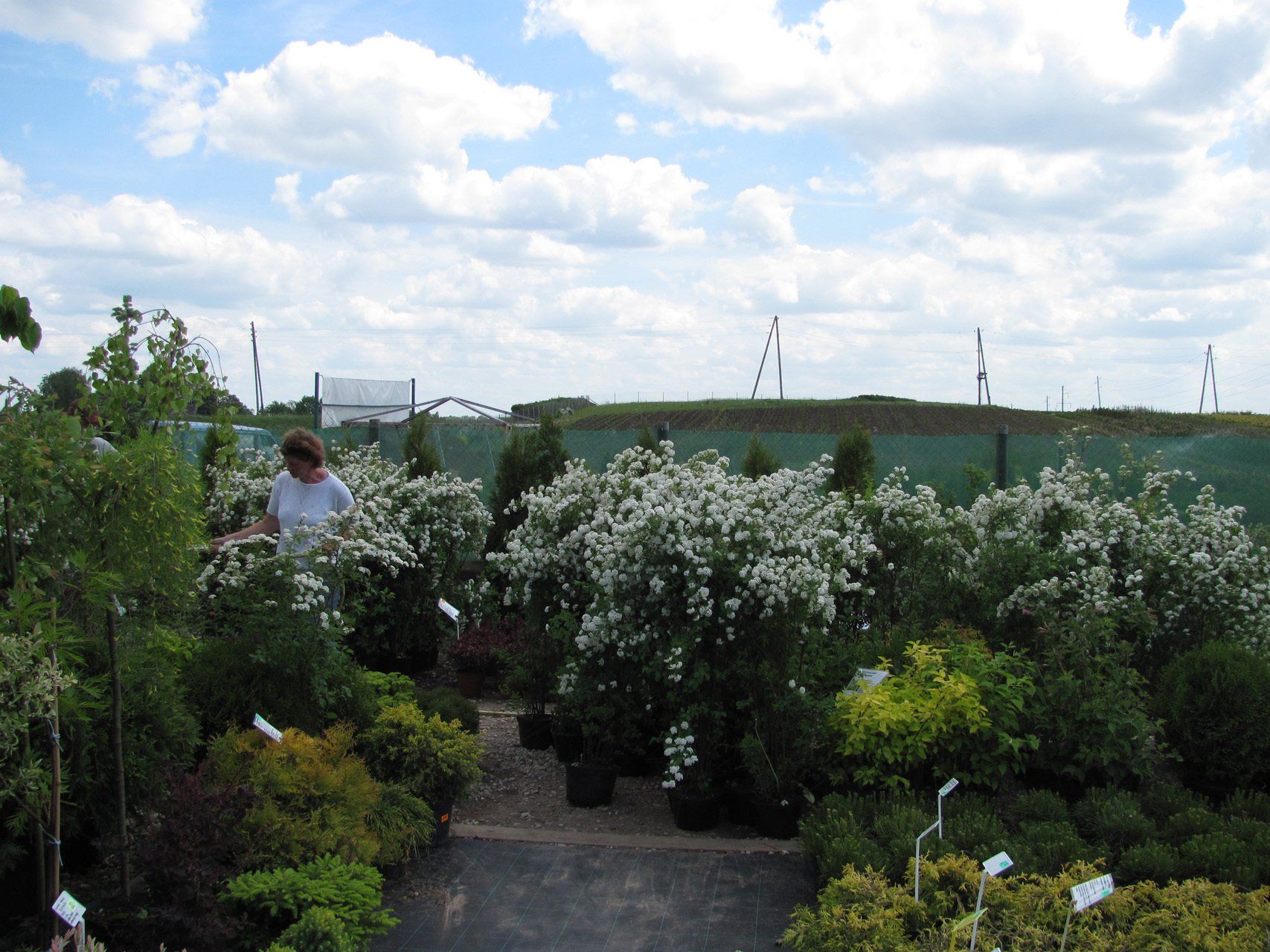 Spiraea japonica Shirobana