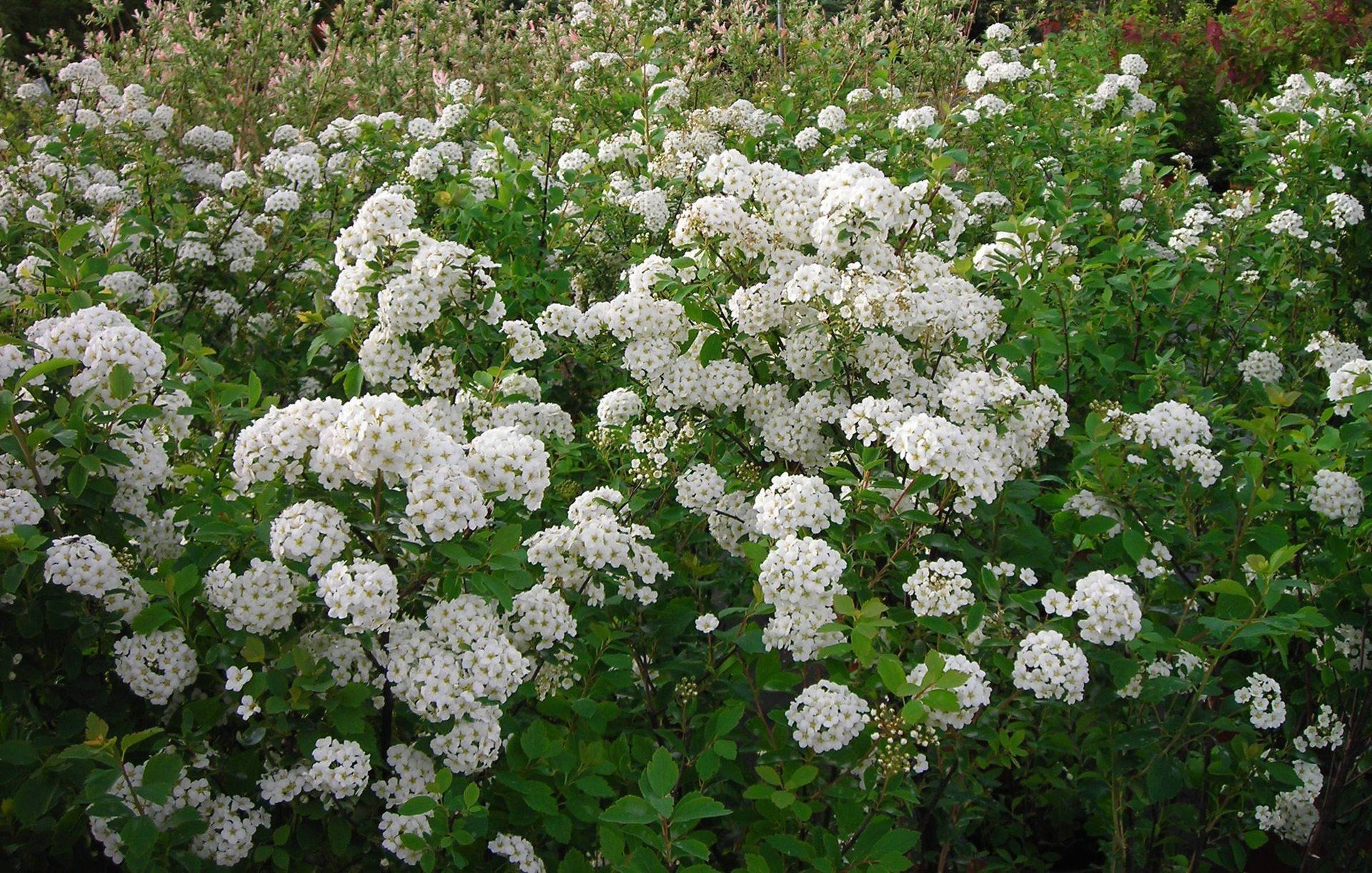 Spiraea x vanhouttei Vanhuta spireja