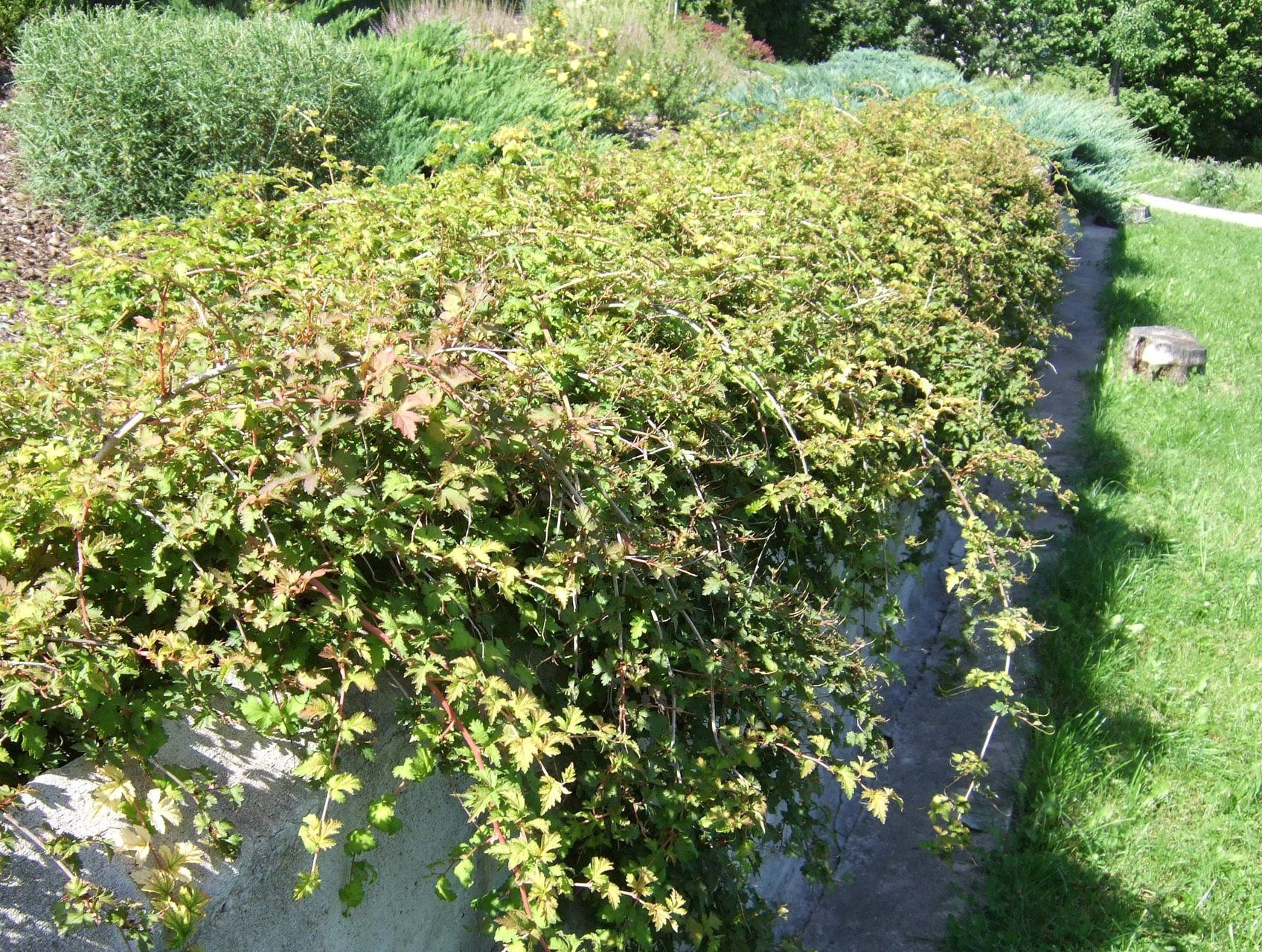 Stephanandra incisa Iegriezta stefanandra