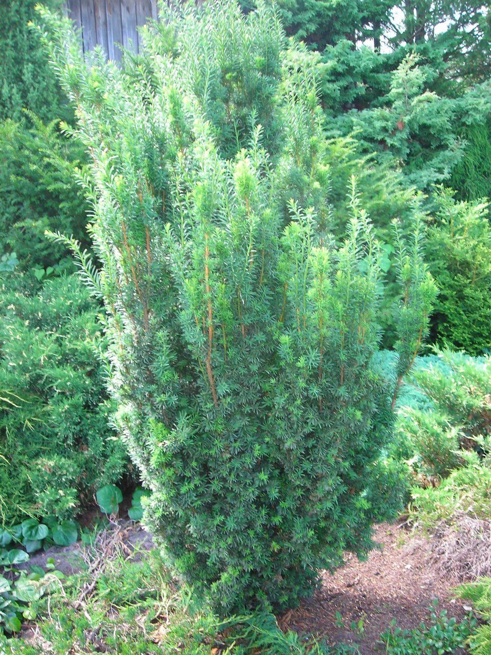 Taxus baccata Fastigiata parasta īve