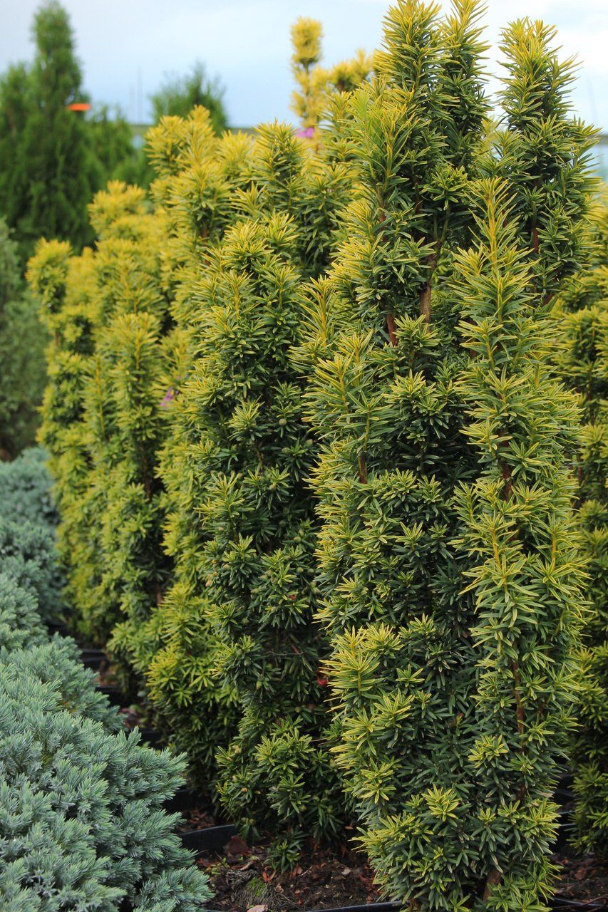 Taxusbaccata David parastā īve