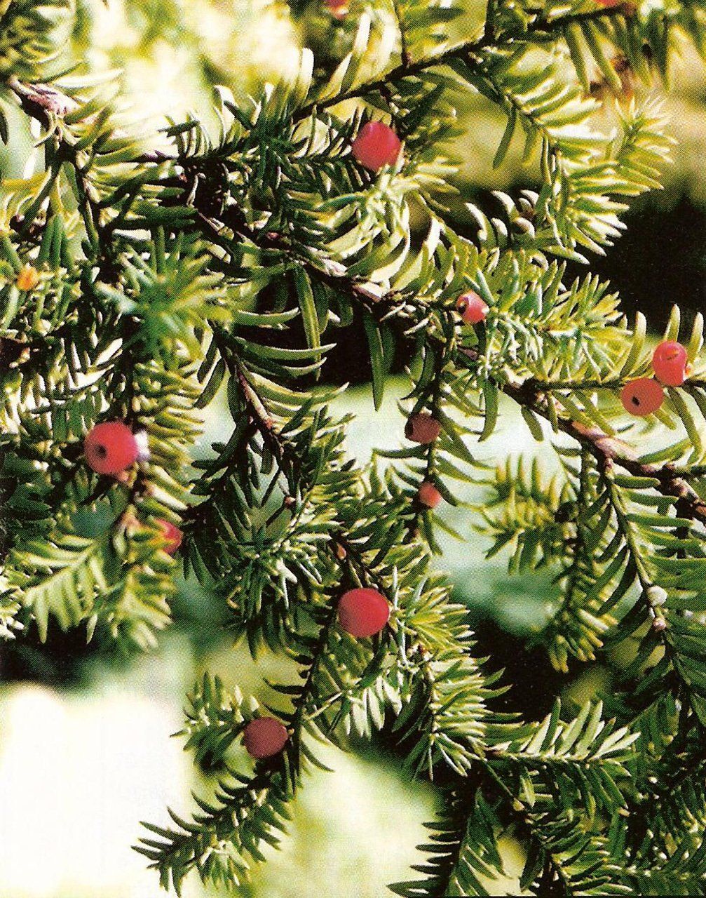 Taxus baccata parasta īve