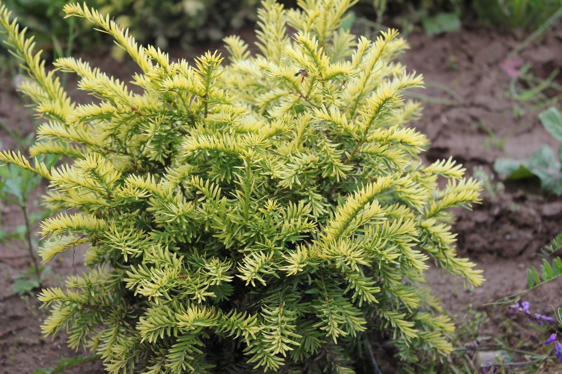 Taxusbaccata Semperaurea parastā īve