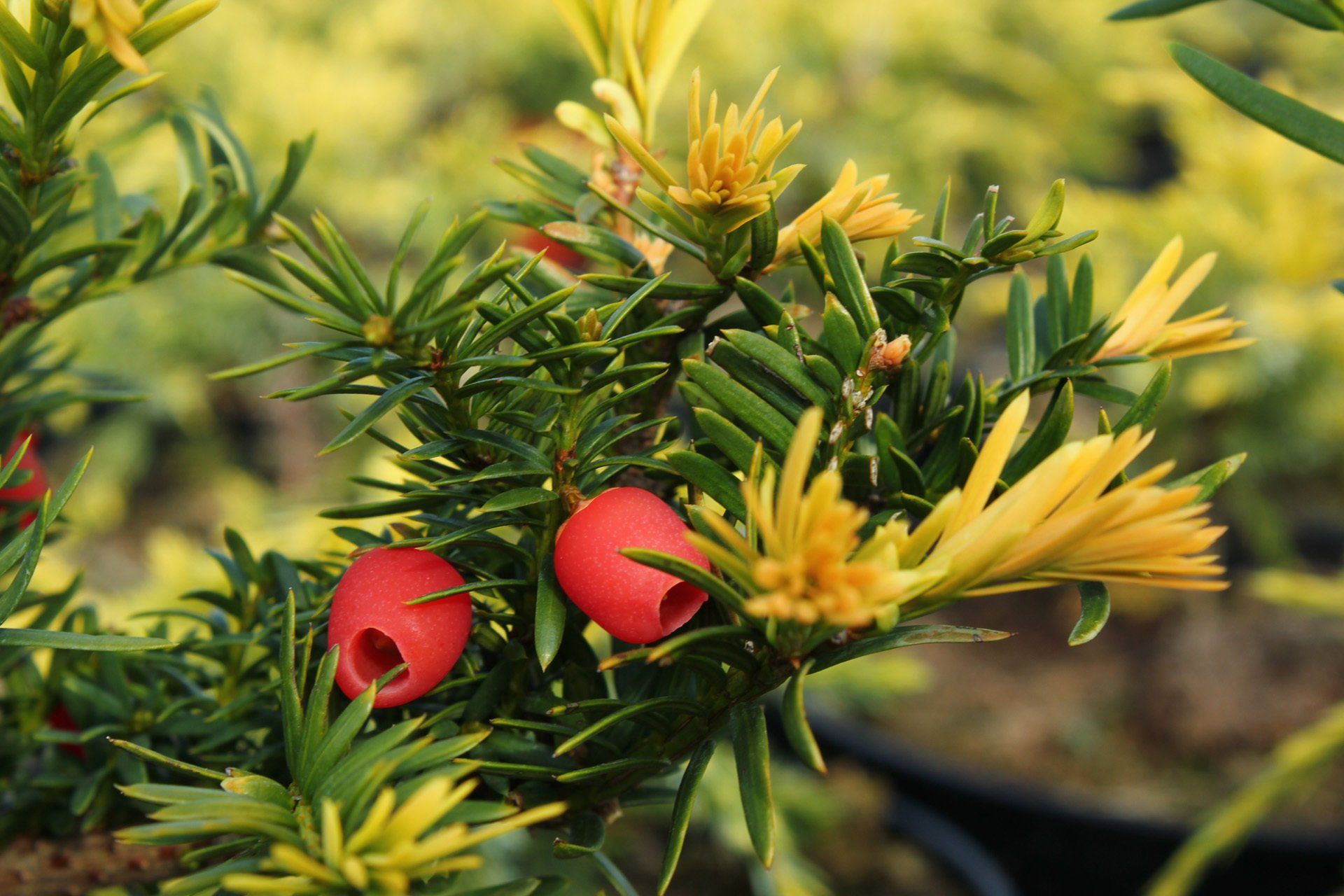 Taxusbaccata Semperaurea Parastā īve