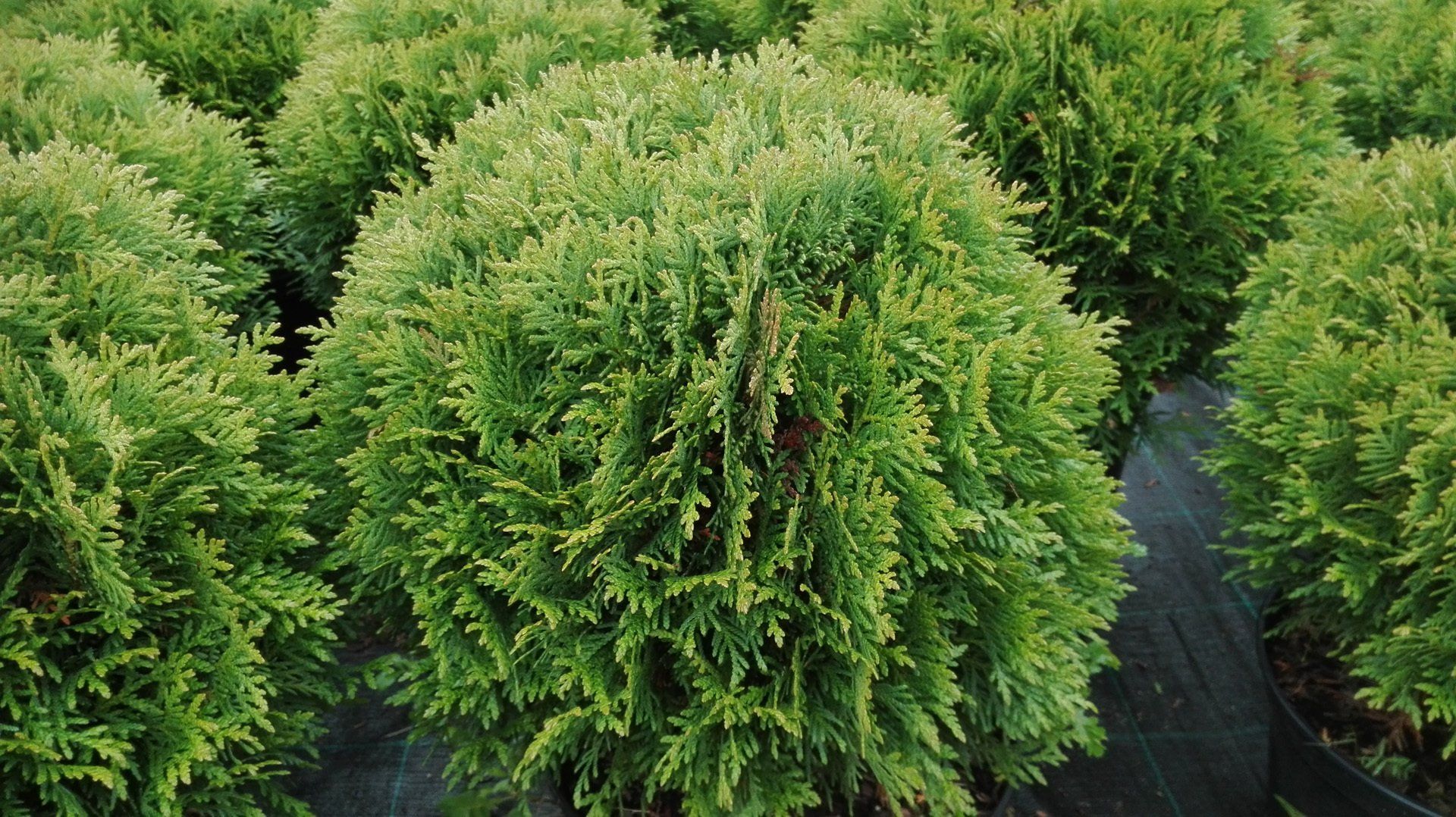 Thuja occidentalis Danica Rietumu tūja
