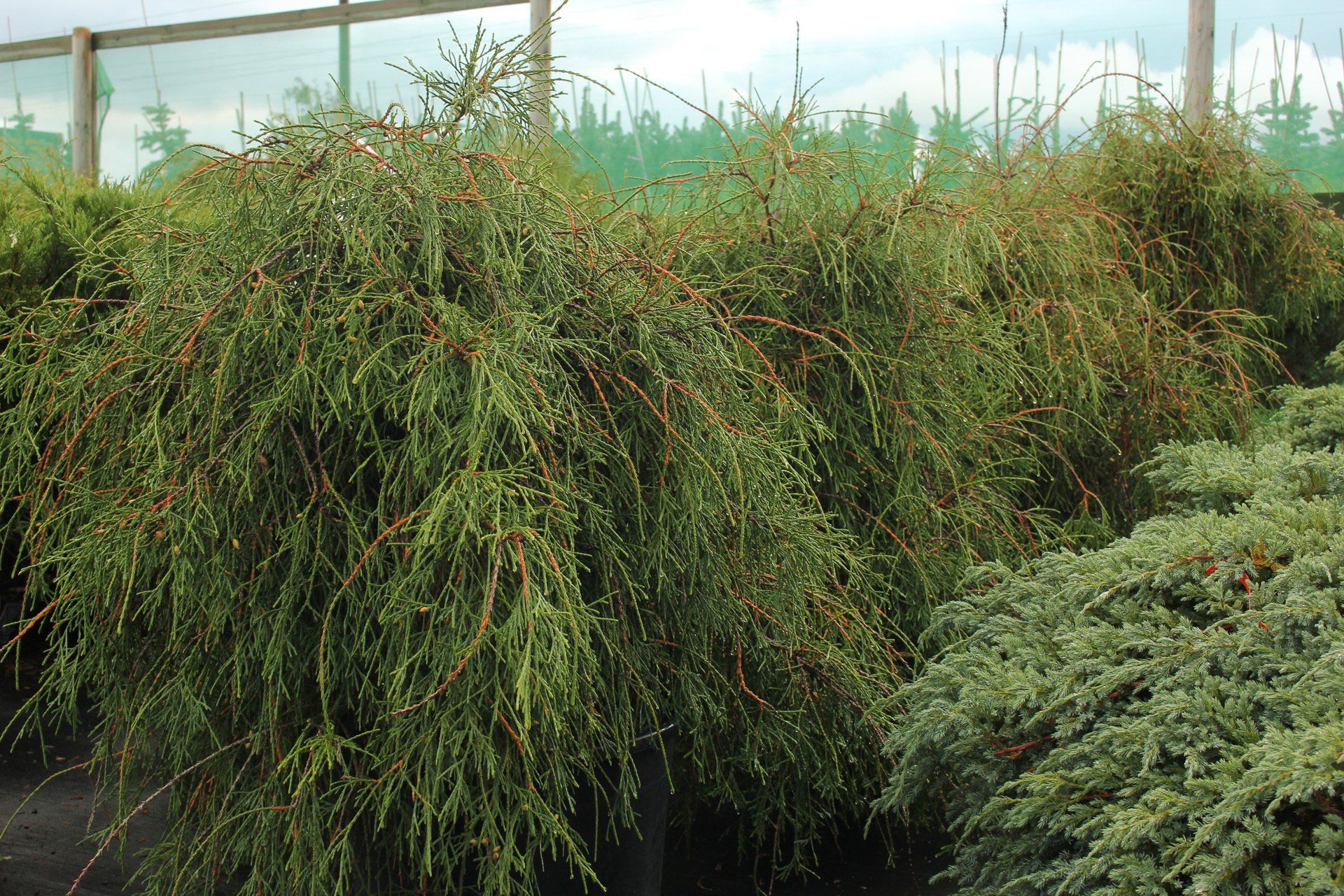 Thuja occidentalis Filiformis Rietumu tūja