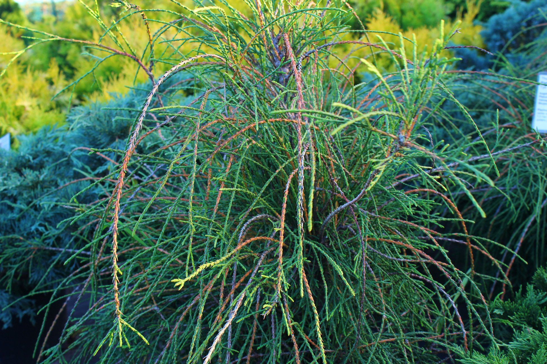 Thujaoccidentalis Filiformis Rietumu tūja