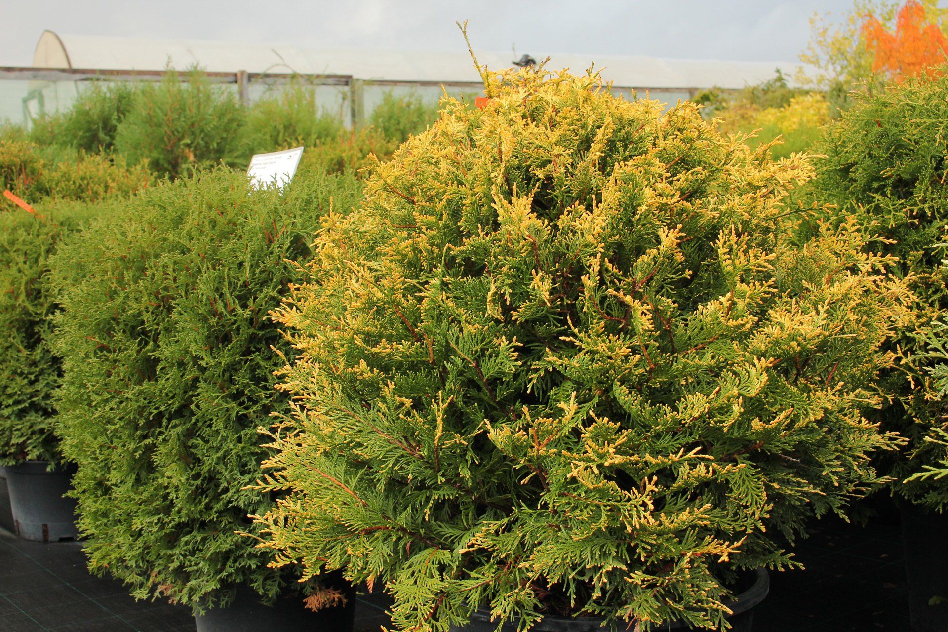 Goldperle Rietumu tūja