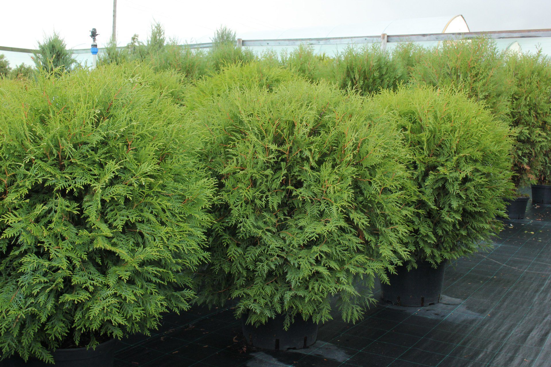 Thujaoccidentalis LittleChampion Rietumu tūja