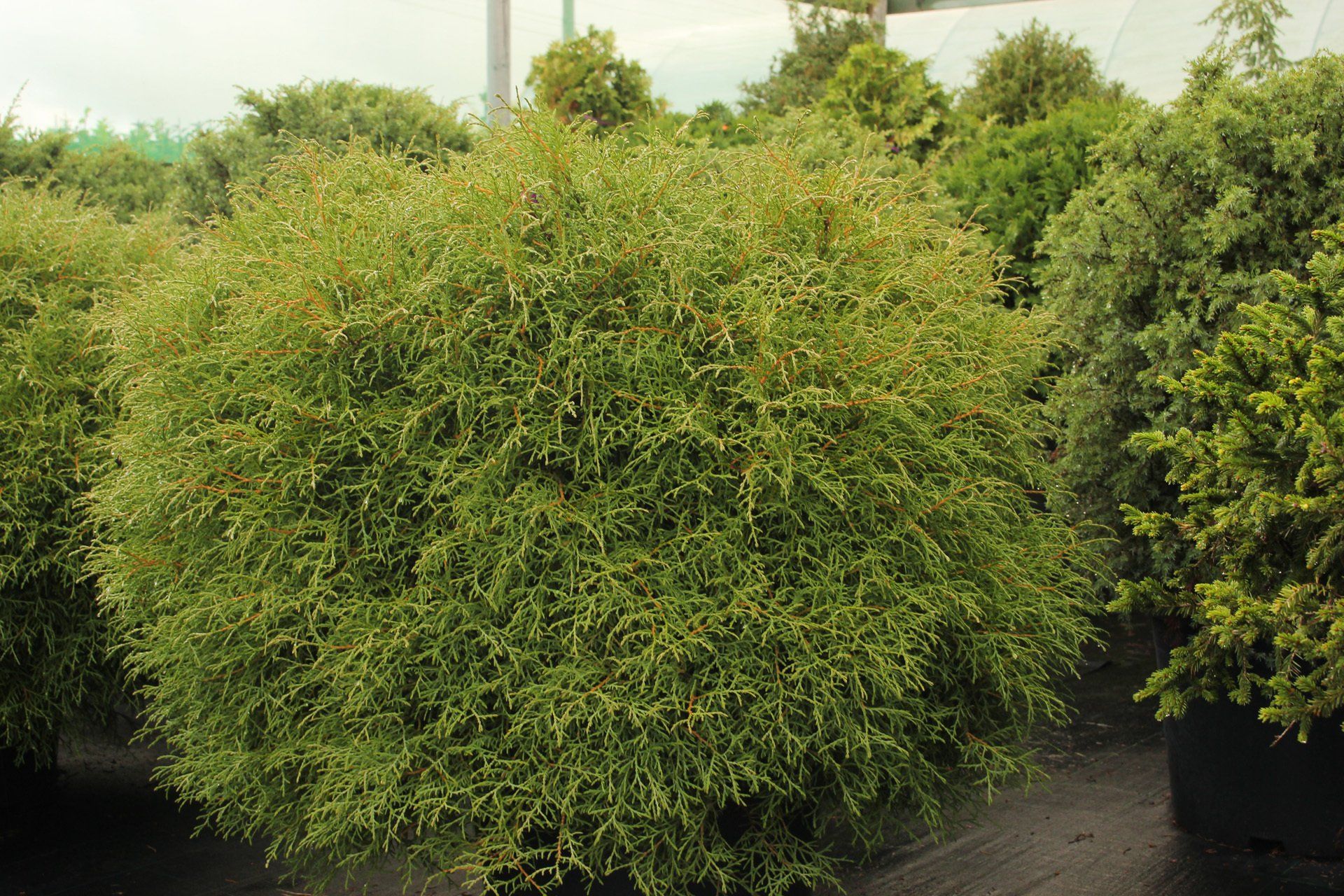 Thuja occidentalis Mr.Bowling Ball Rietumu tūja