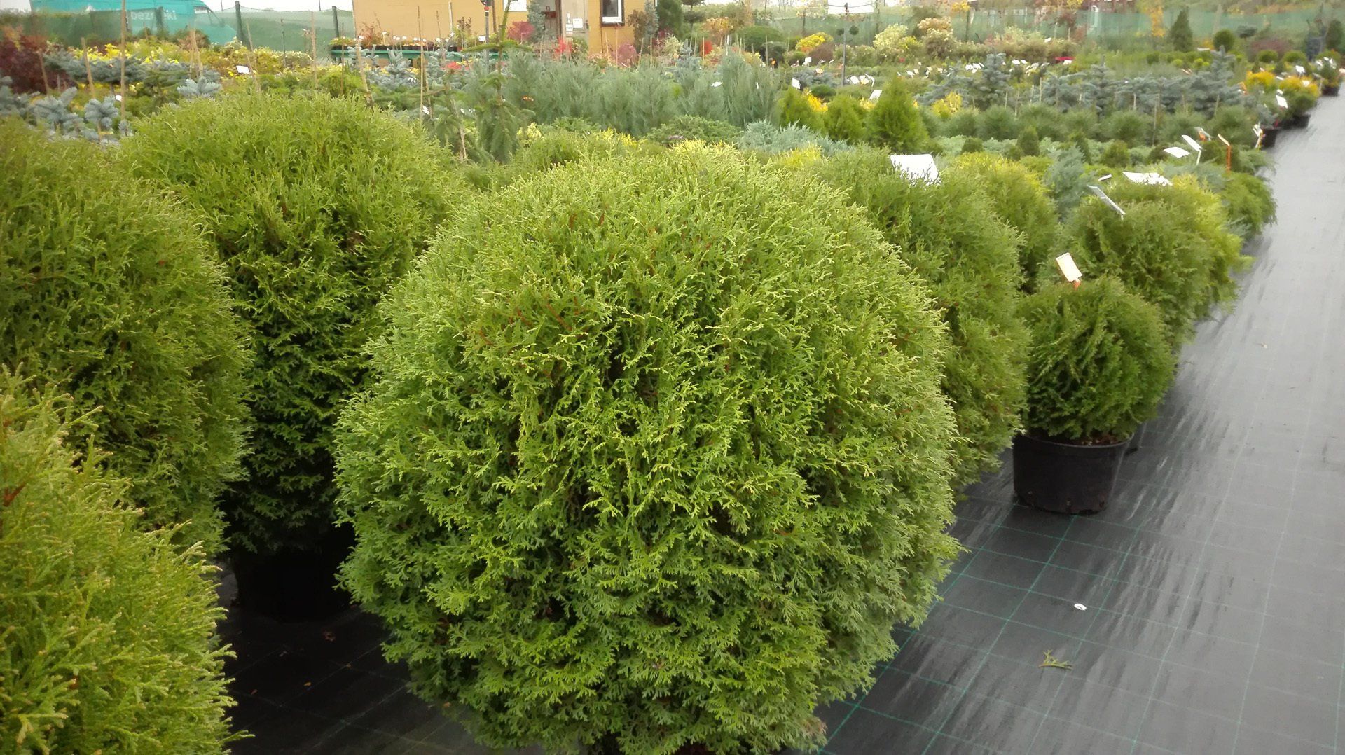 Thujaoccidentalis Salaspils Rietumu tūjā