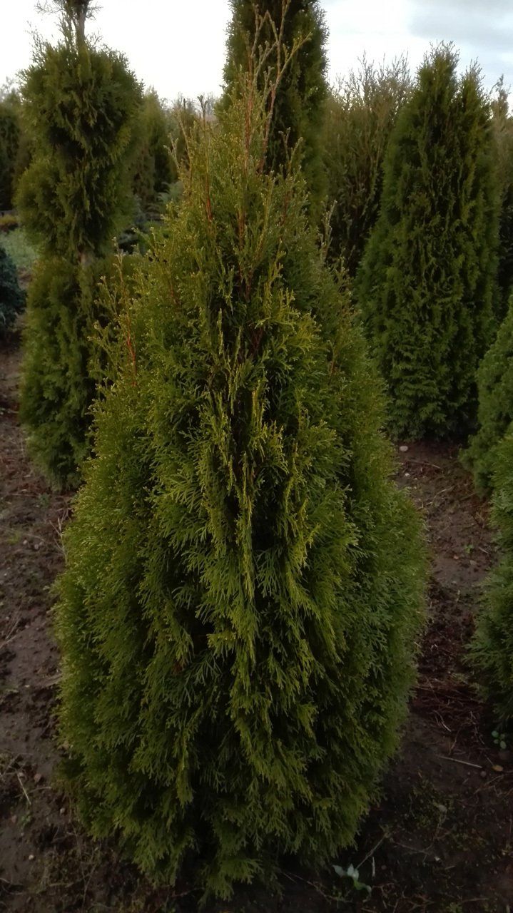 Thujaoccidentalis Smaragd Rietumu tūjā