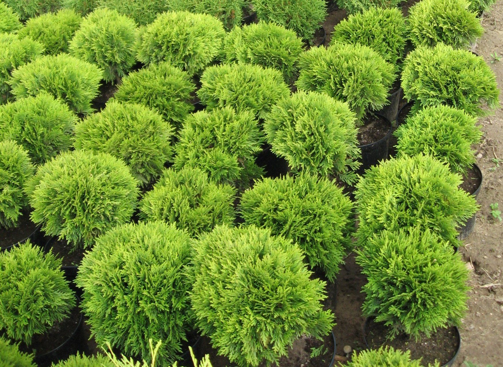 Thujaoccidentalis Danica Rietumu tūja