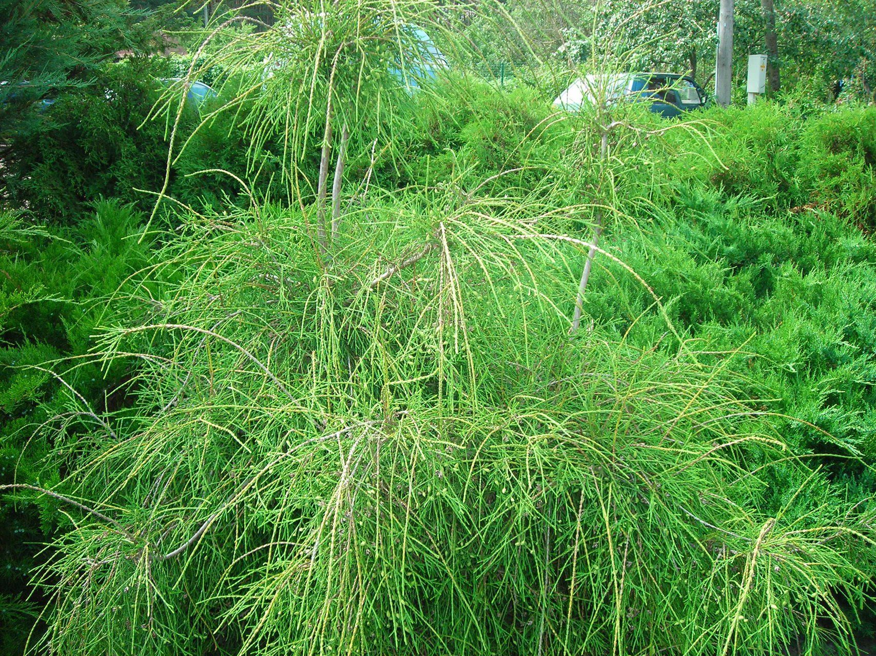 Thuja occidentalis Filiformis Rietumu tūja