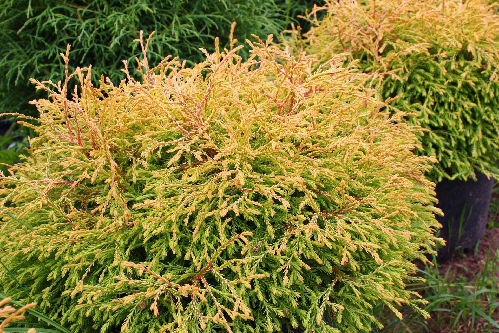 Thujaoccidentalis Golden Tuffet Rietumu tūjā