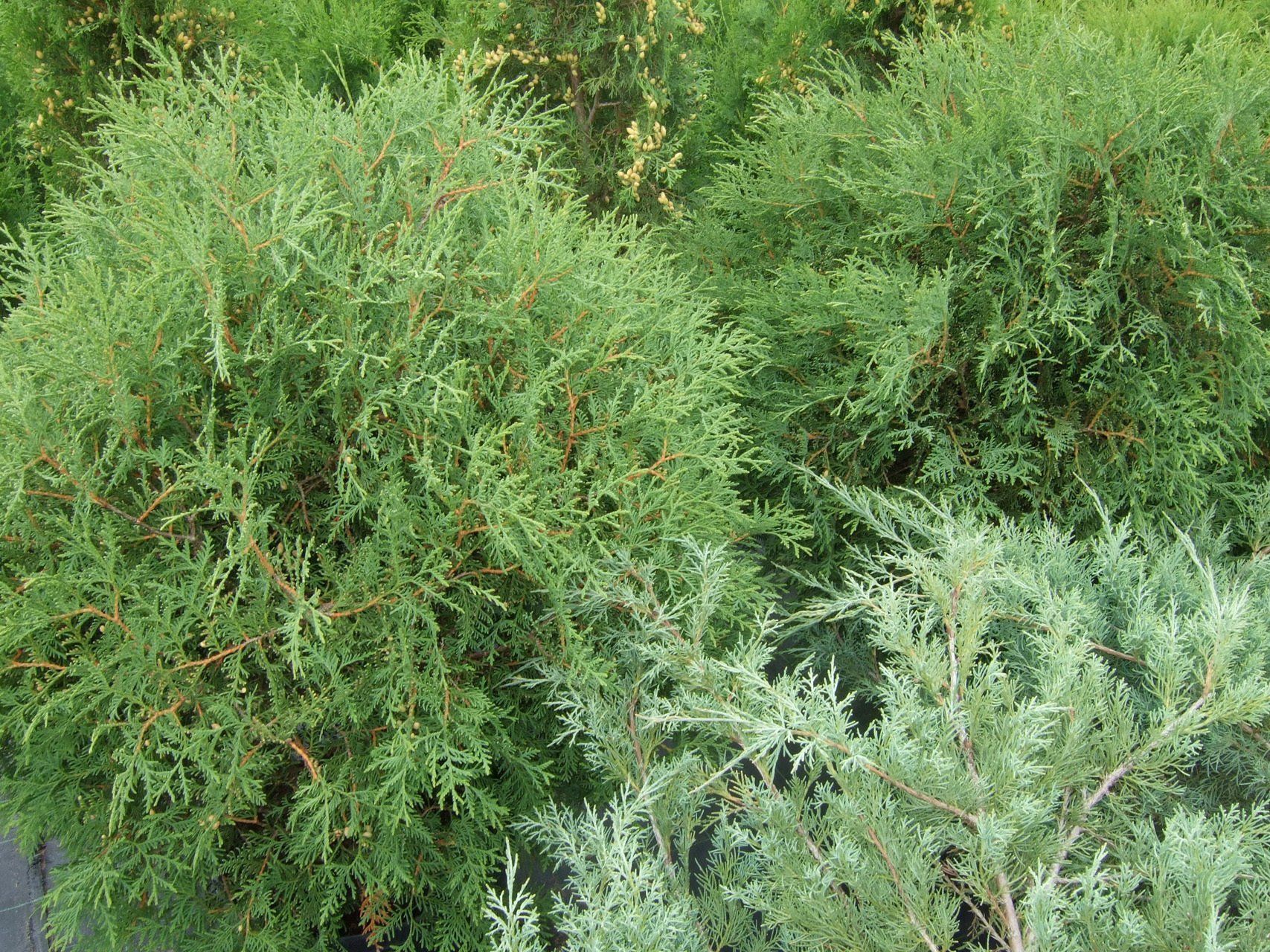 Thuja occidentalis Little Champion Rietumu tūja