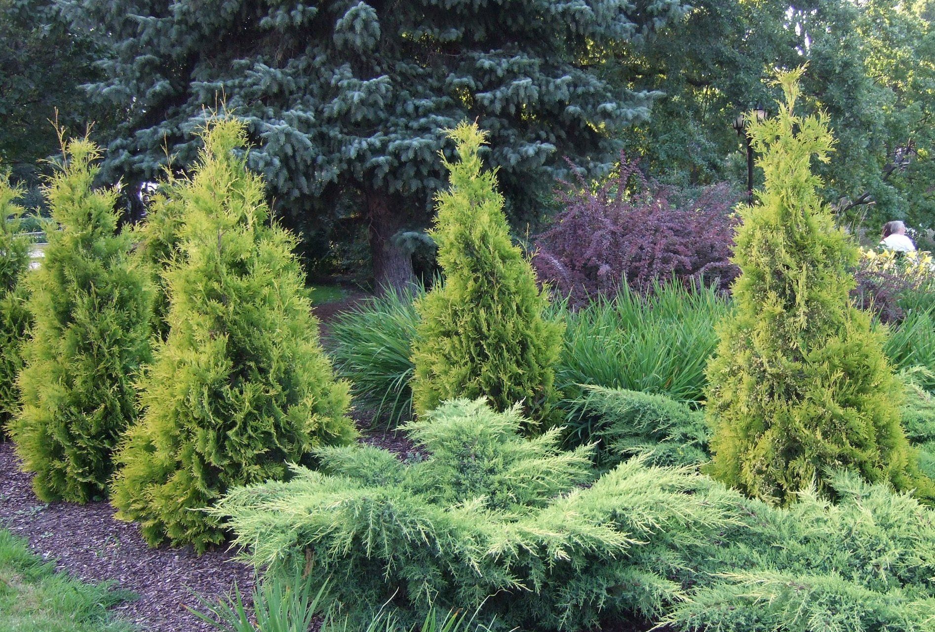 Thuja occidentalis Lutea Rietumu tūja