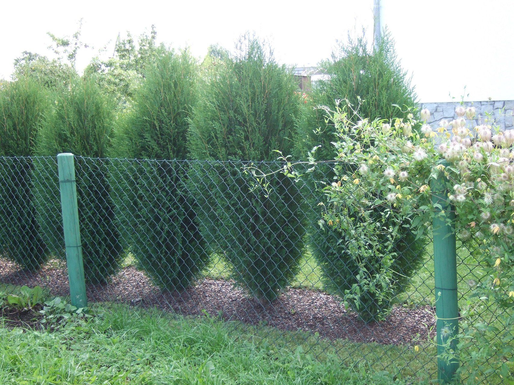 Thujaoccidentalis Wagneri Rietumu tūjā